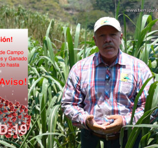 Atención: El Seminario de Campo de tierra Pastos y Ganado está aplazado hasta nuevo aviso.